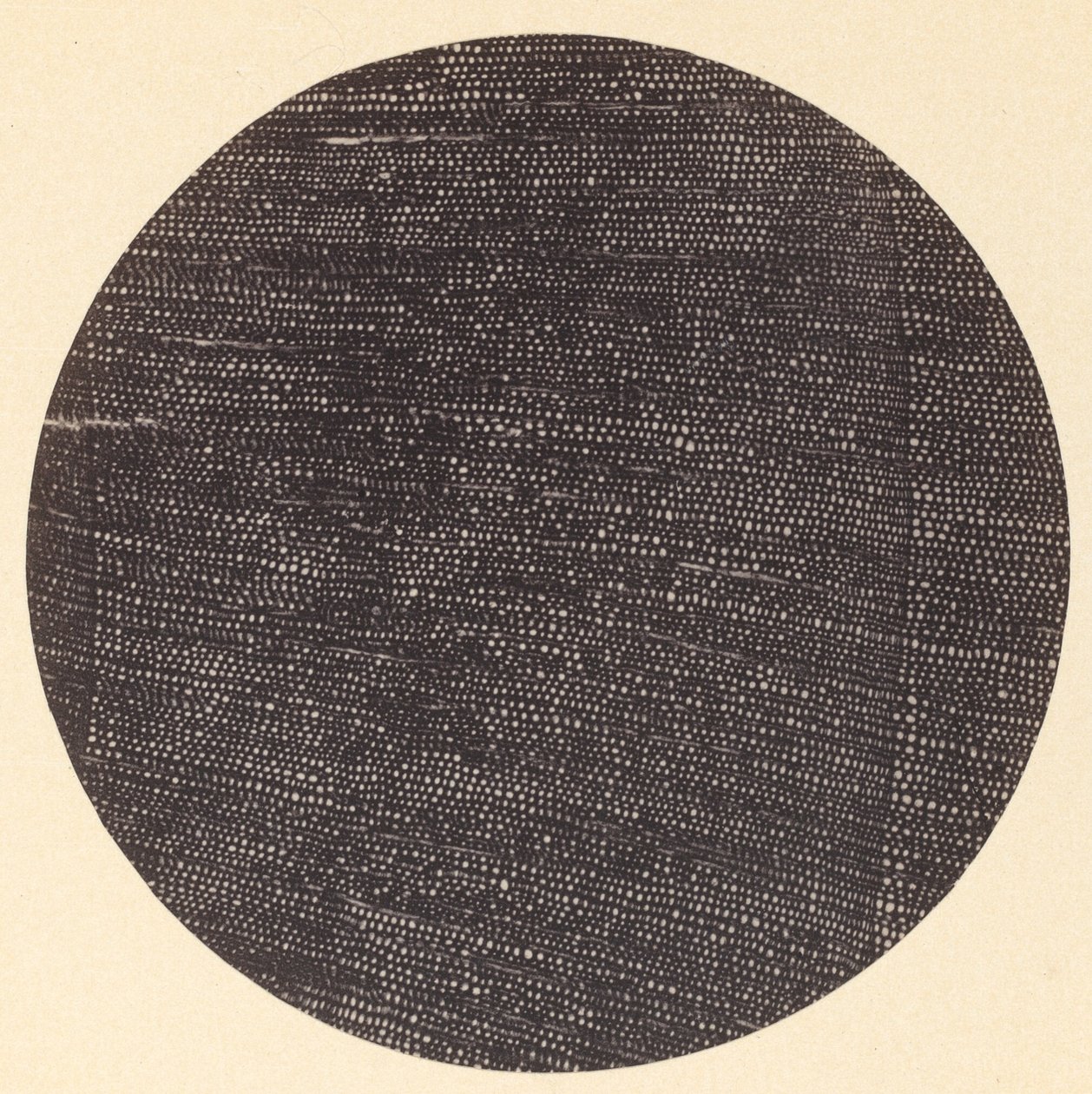 Microfotografie van dwarsdoorsnede van hout (Salisburia) door Dr. Arthur Durham