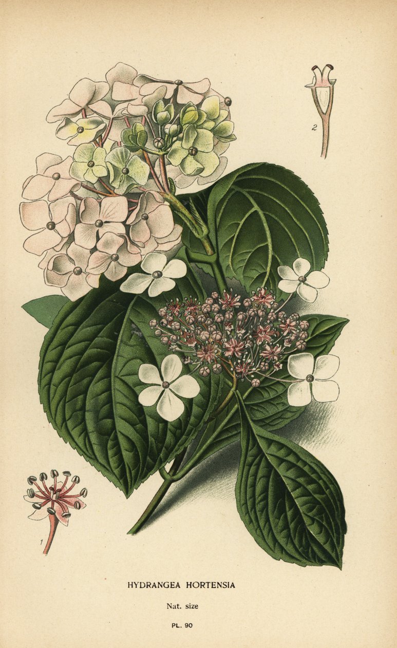 Hortensia, Hydrangea macrophylla door Désiré Georges Jean Marie Bois