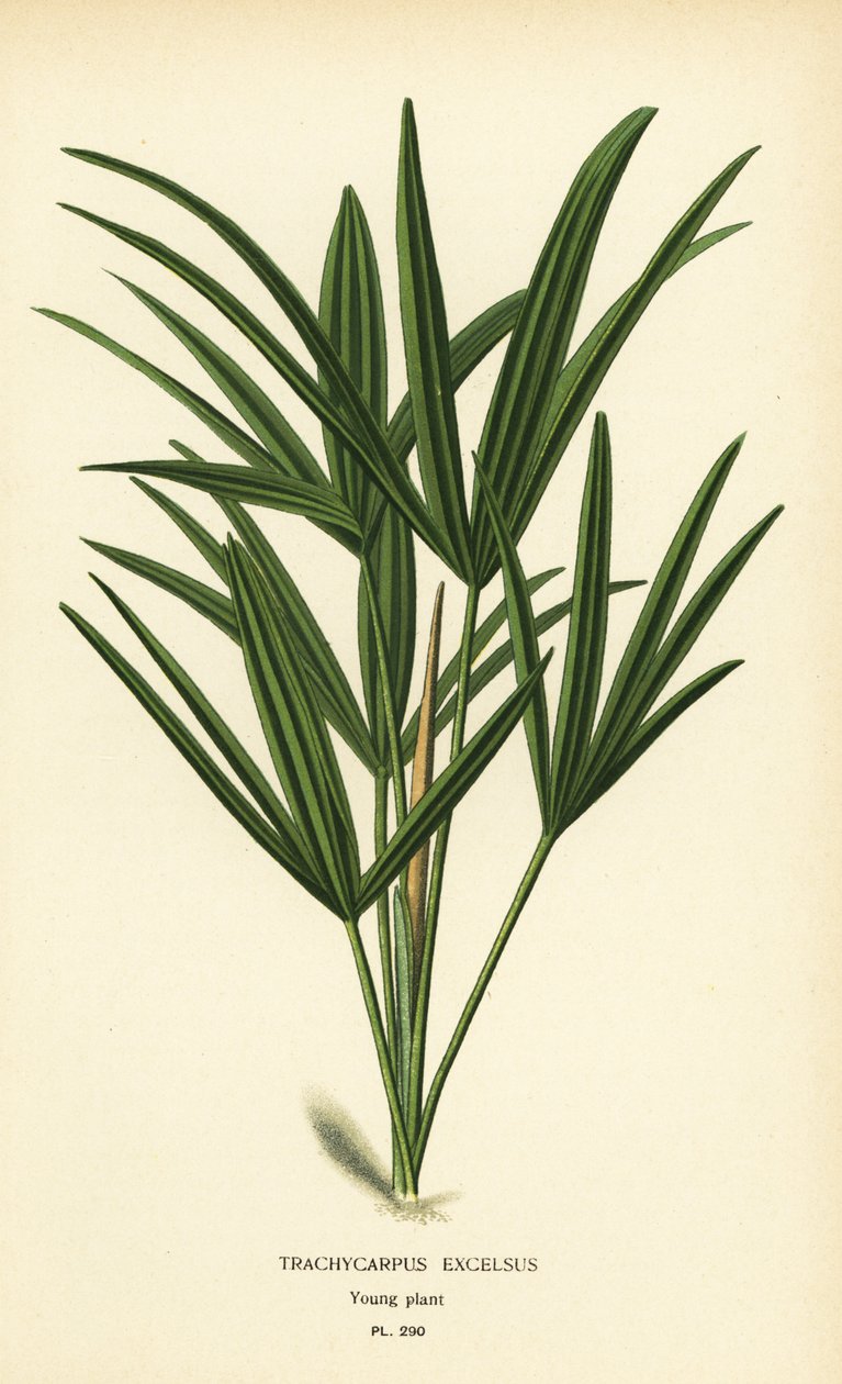 Breedbladige lady palm of bamboepalm, Rhapis excelsa. Chromolithografie naar een illustratie van Desire Bois uit Edward Step