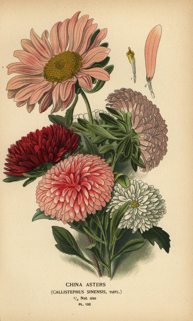 Chinese aster variëteiten, Callistephus x sinensis door Désiré Georges Jean Marie Bois