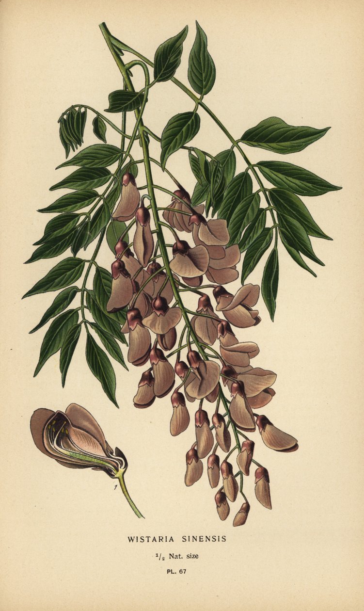 Chinese blauwe regen, Wisteria sinensis door Désiré Georges Jean Marie Bois