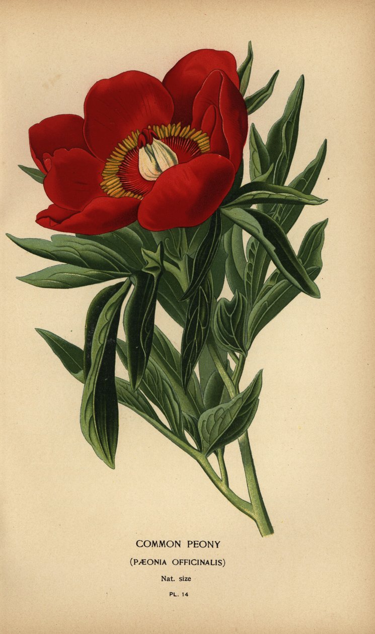 Gewone pioenroos, Paeonia officinalis door Désiré Georges Jean Marie Bois