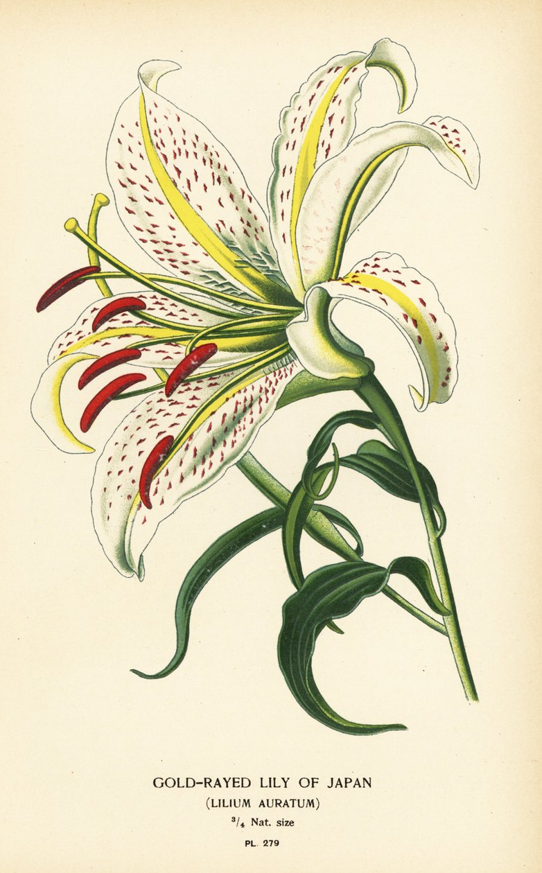 Goudgestreepte lelie van Japan of yamayuri, Lilium auratum door Désiré Georges Jean Marie Bois