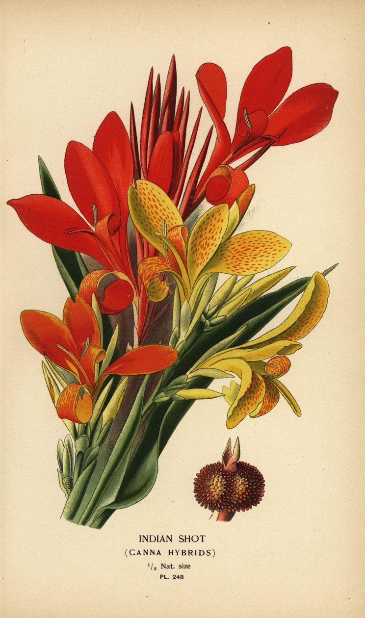 Indisch schot, Canna indica hybriden door Désiré Georges Jean Marie Bois