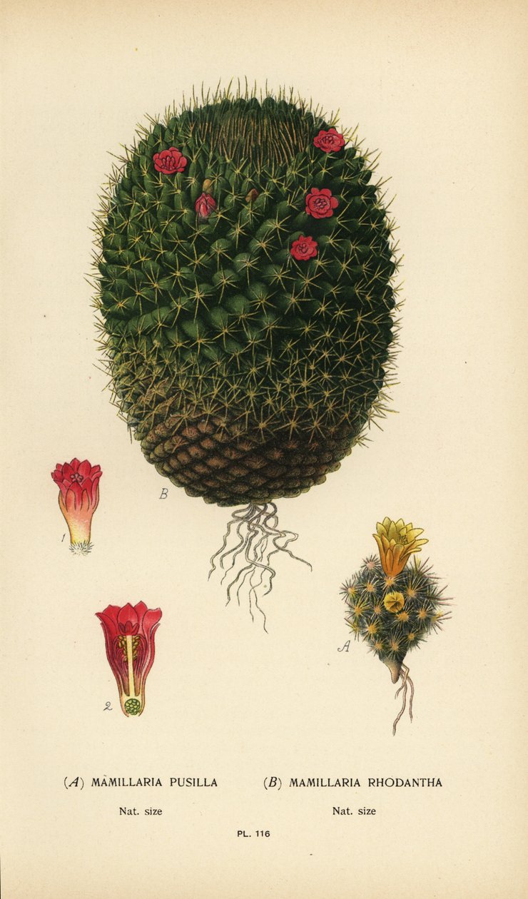 Mammillaria prolifera en Mammillaria rhodantha door Désiré Georges Jean Marie Bois