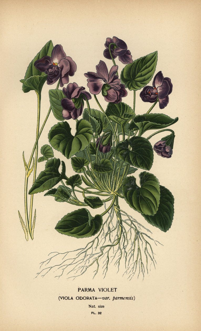 Parma viooltje, Viola odorata door Désiré Georges Jean Marie Bois