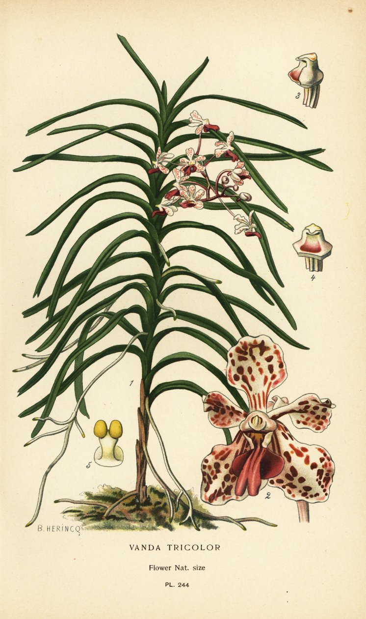 Vanda tricolor orchidee. Chromolithografie naar een illustratie van B. Herincq uit Edward Step