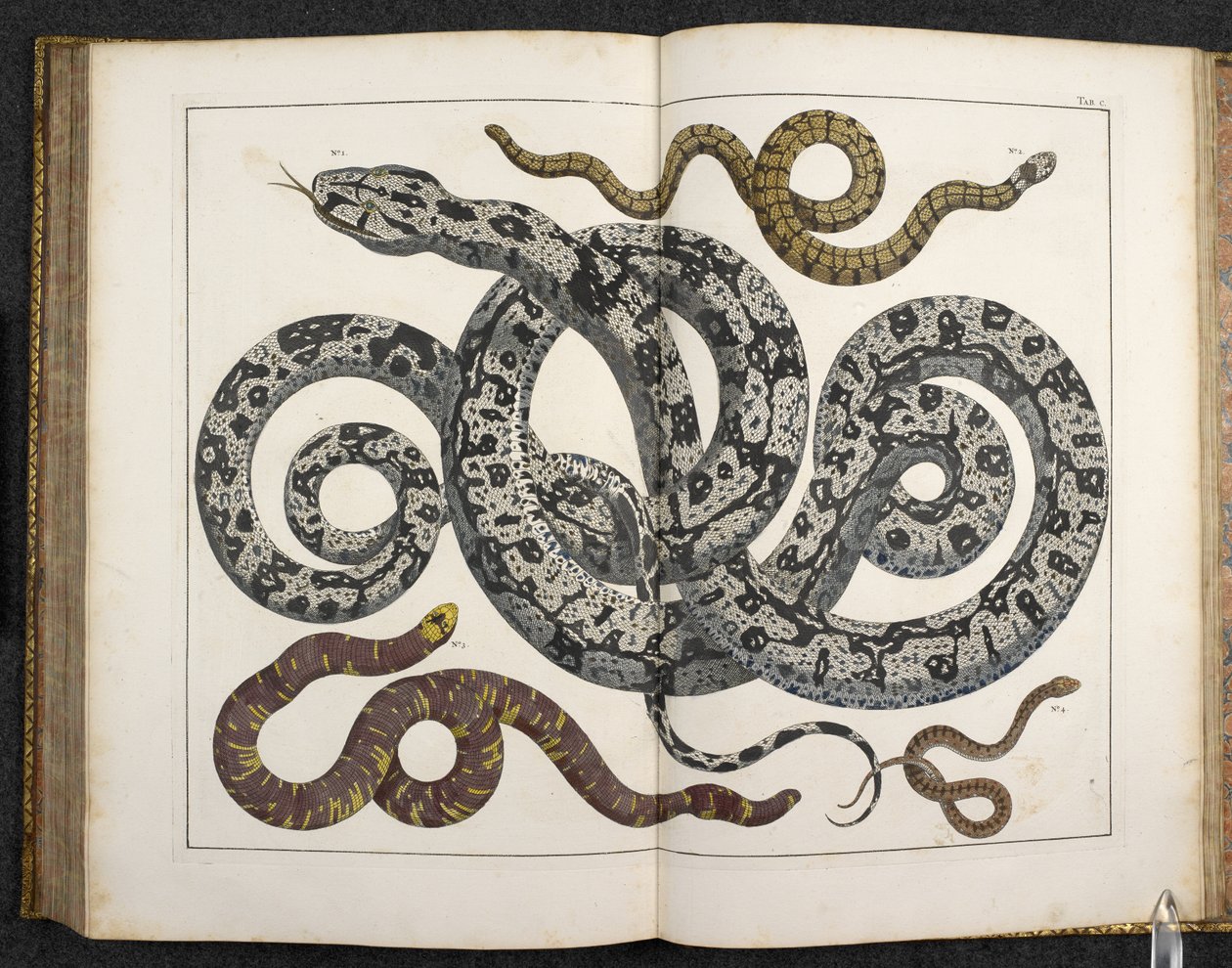 Een python, uit 