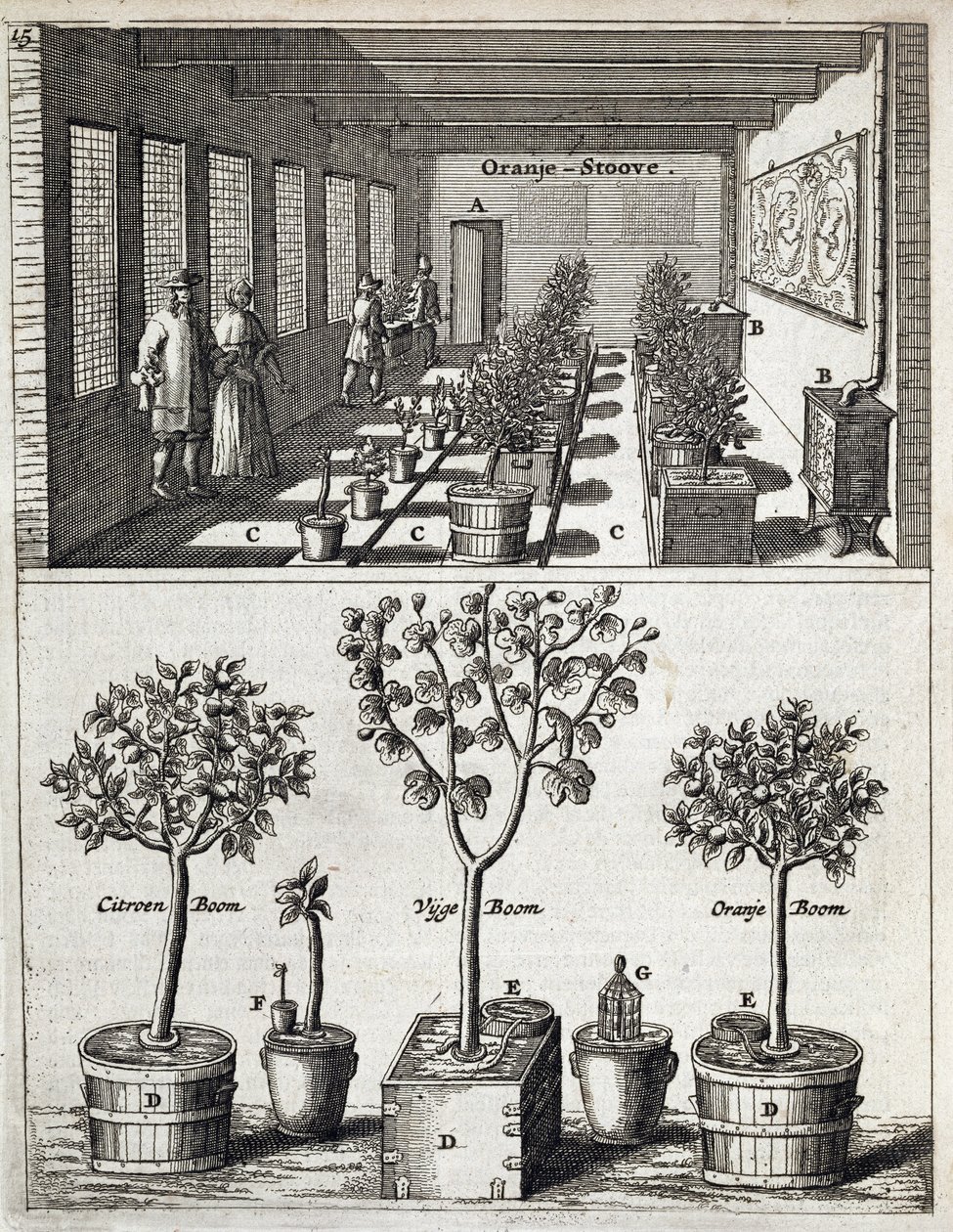 Oranjerie, uit De Nederlandze Hesperides door Jan Commelin, gepubliceerd 1676 door Dutch School