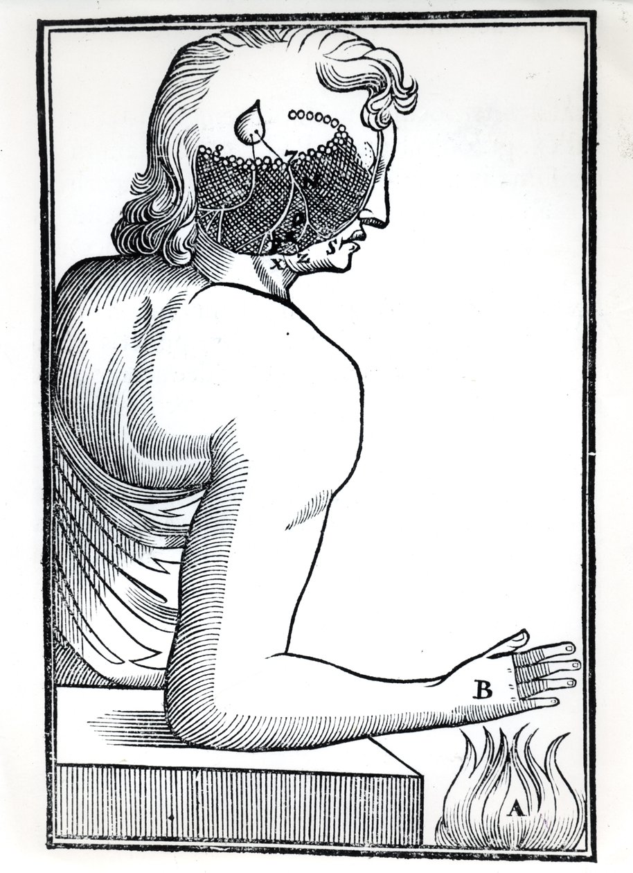 De waarneming van de zintuigen, uit De Homine Figuris door René Descartes (1596-1650) gepubliceerd in Amsterdam, 1677 door Dutch School