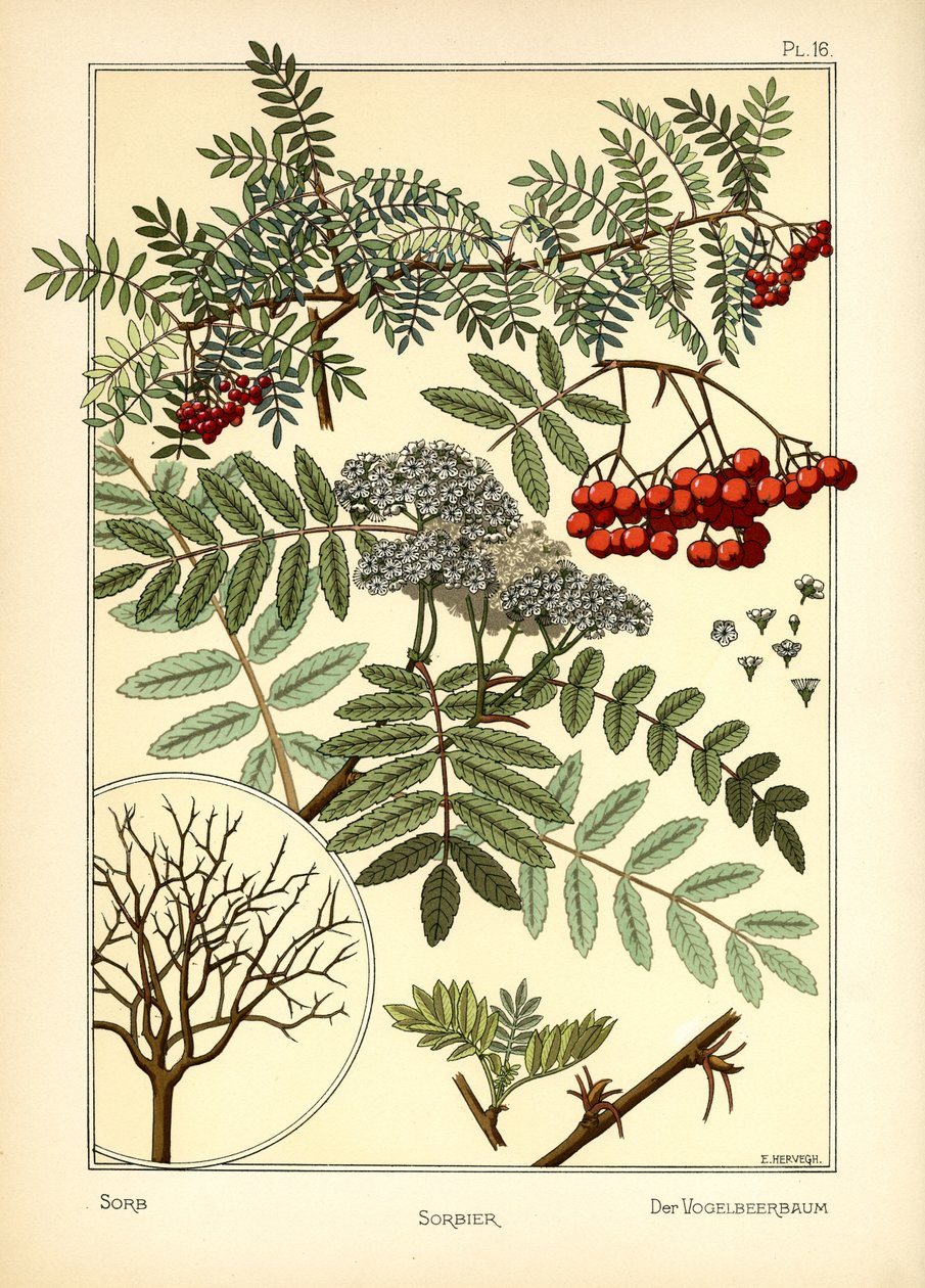 De Lijsterbes door E. Hervegh