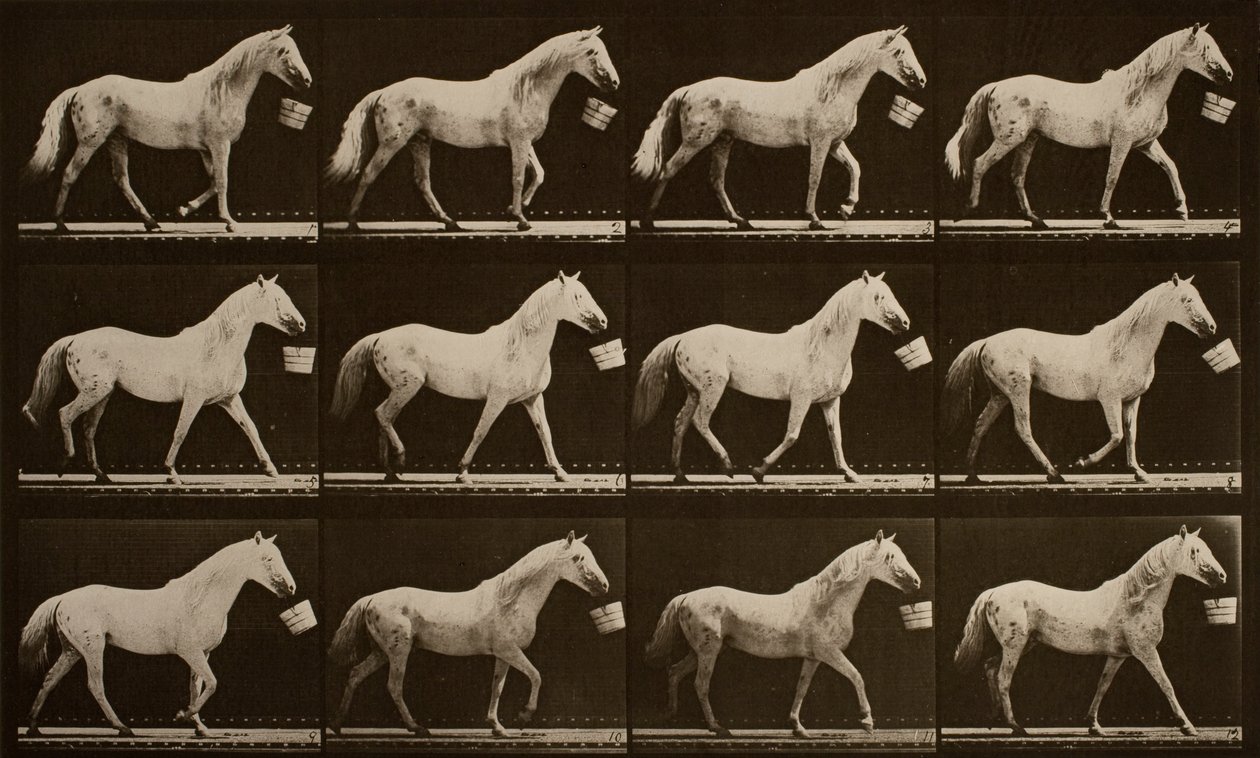 Wandelen met een emmer in de mond; lichtgrijs paard, Adelaar door Eadweard Muybridge