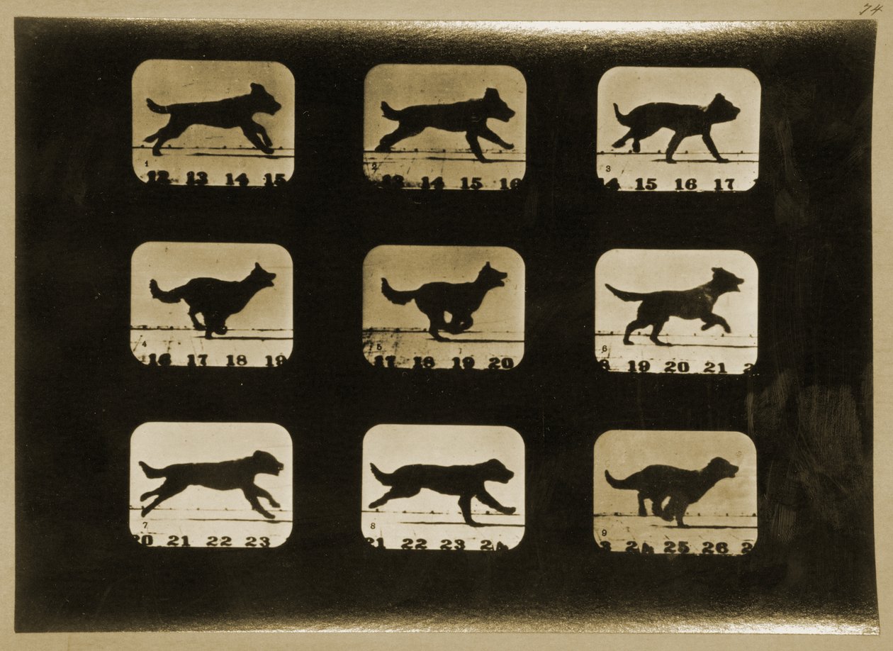 Honden rennen, uit de 