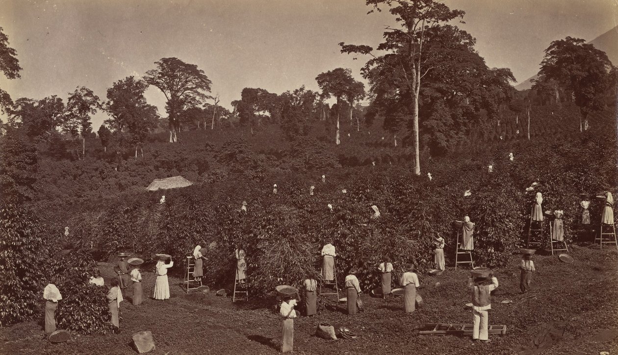 Koffieoogst, Las Nubes-Guatemala, 1875 door Eadweard Muybridge