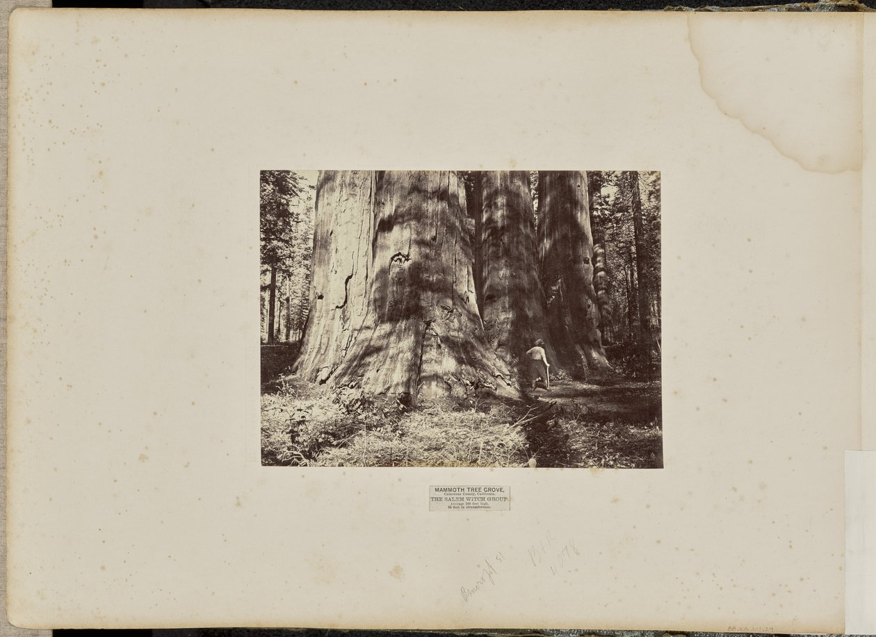 Mammoth Tree Grove, Calaveras County, Californië. De heksengroep van Salem. Gemiddeld 300 voet hoog, 65 voet in omtrek door Eadweard J. Muybridge