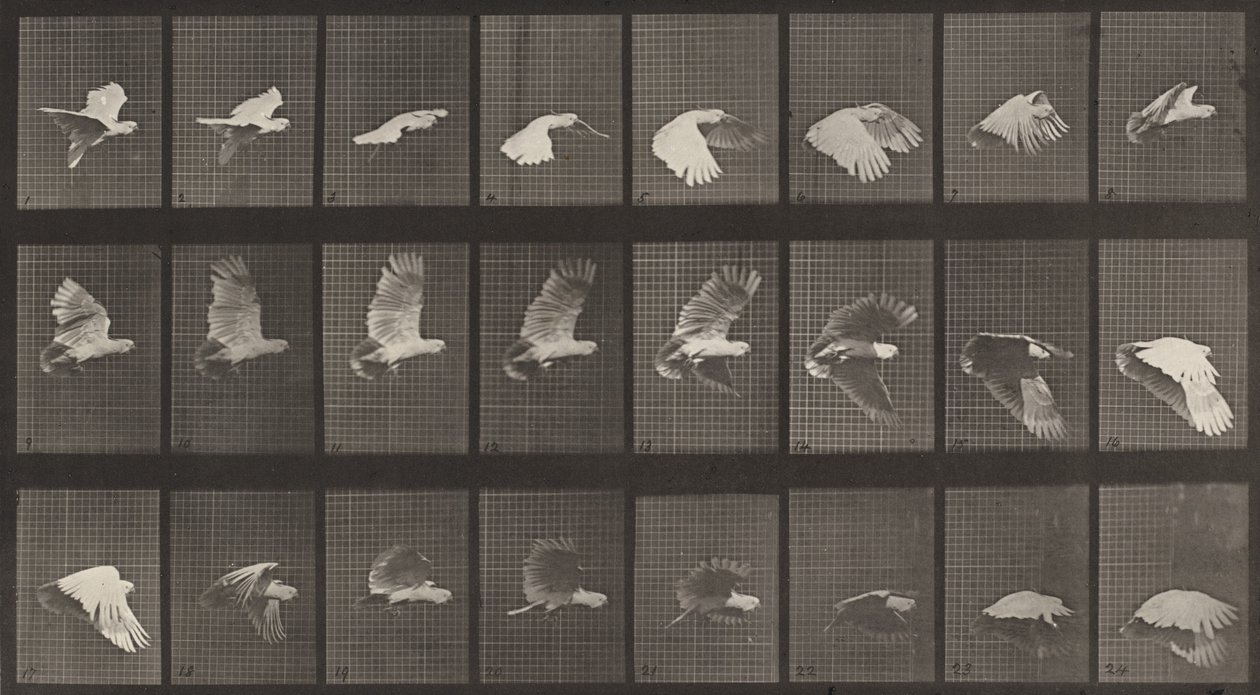 Plaat Nummer 758. Vliegende Kaketoe door Eadweard Muybridge
