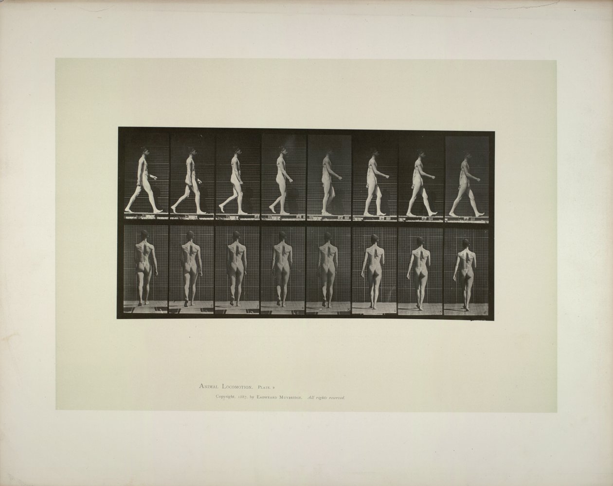 Dierlocomotie: mannelijke bekken doek, 1887 door Eadweard Muybridge