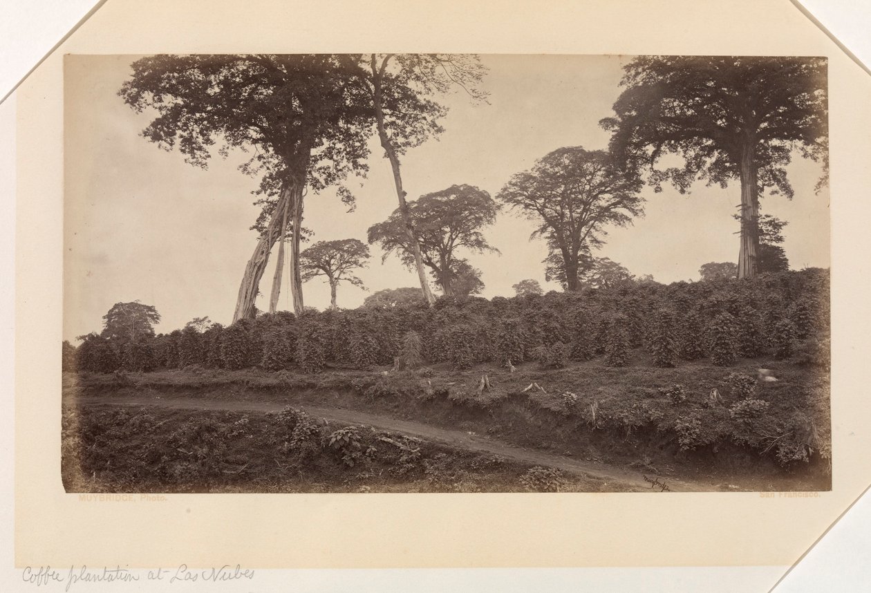 Koffieplantage bij Las Nubes, Guatemala door Eadweard Muybridge