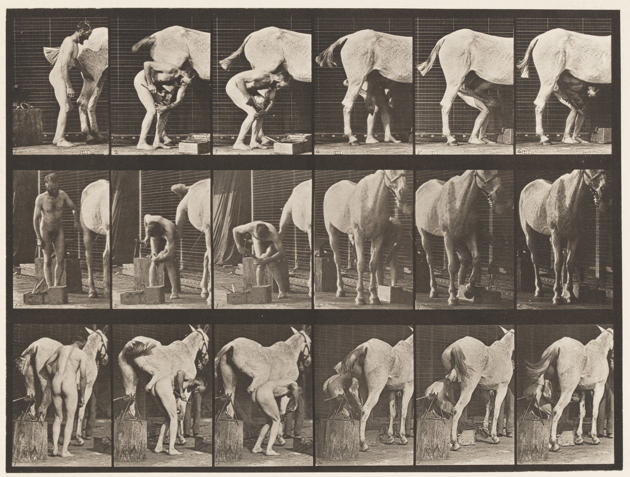 Plaat 509. Een paard beslaan door Eadweard Muybridge