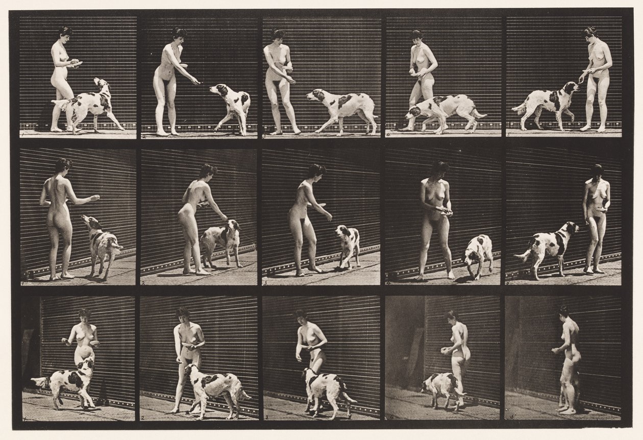 Plaat 514. Een hond voeren door Eadweard Muybridge