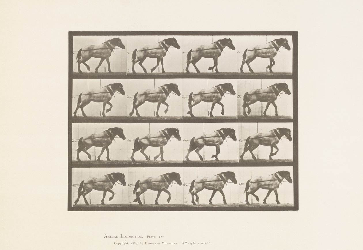 Plaat 569. Trekken; donkergrijs Belgisch paard Hansel, 1885 door Eadweard Muybridge