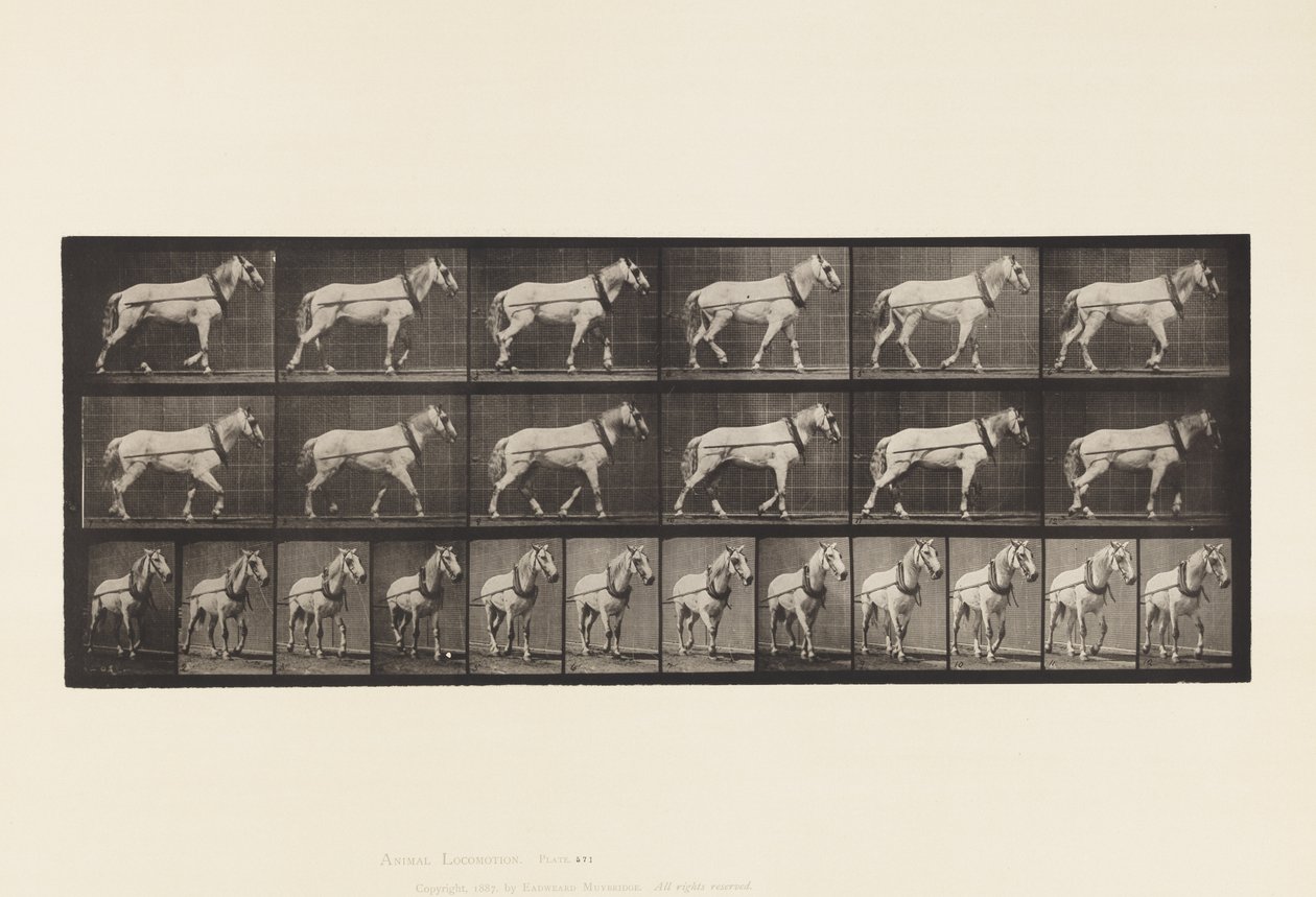 Trekken; Lichtgrijze Merrie Johnson, 1885 door Eadweard Muybridge