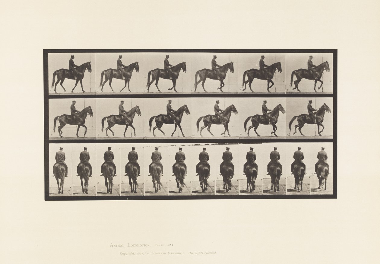 Lopend; Zadel; Onregelmatig; Bruine Merrie Beauty door Eadweard Muybridge