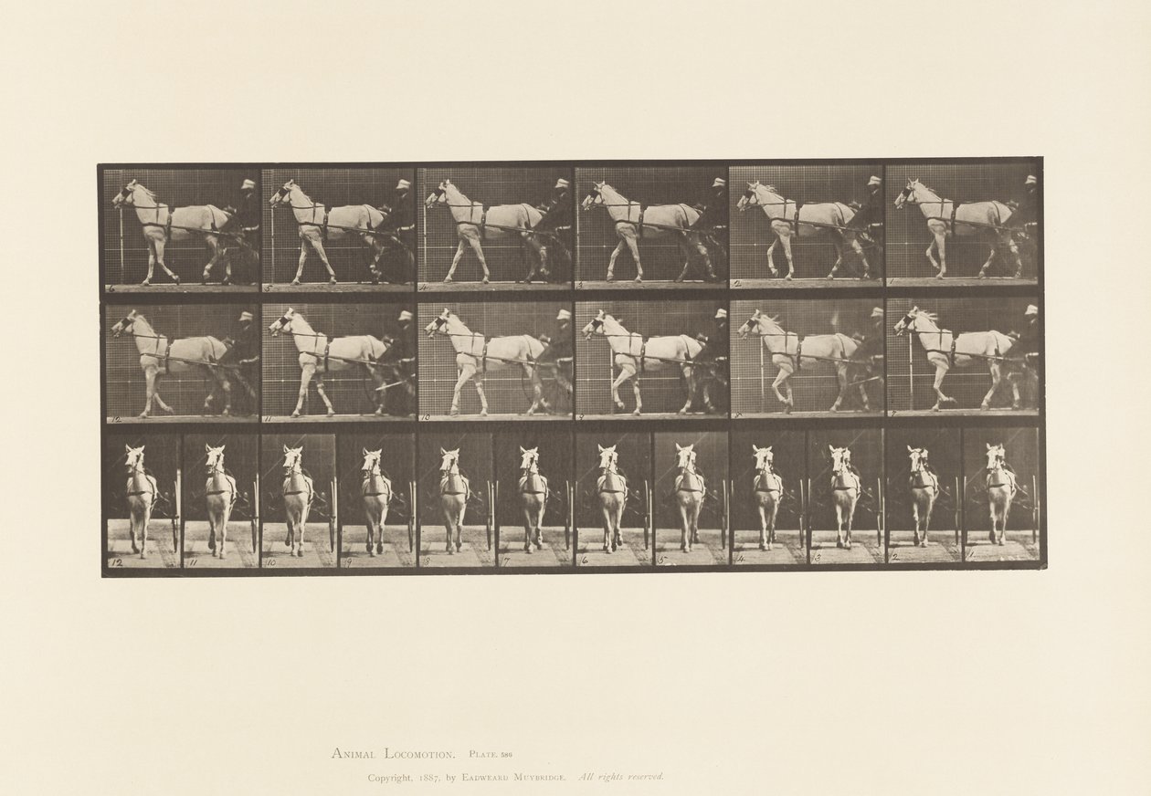 Lopend; Sulky; Lichtgrijze Merrie Katydid door Eadweard Muybridge