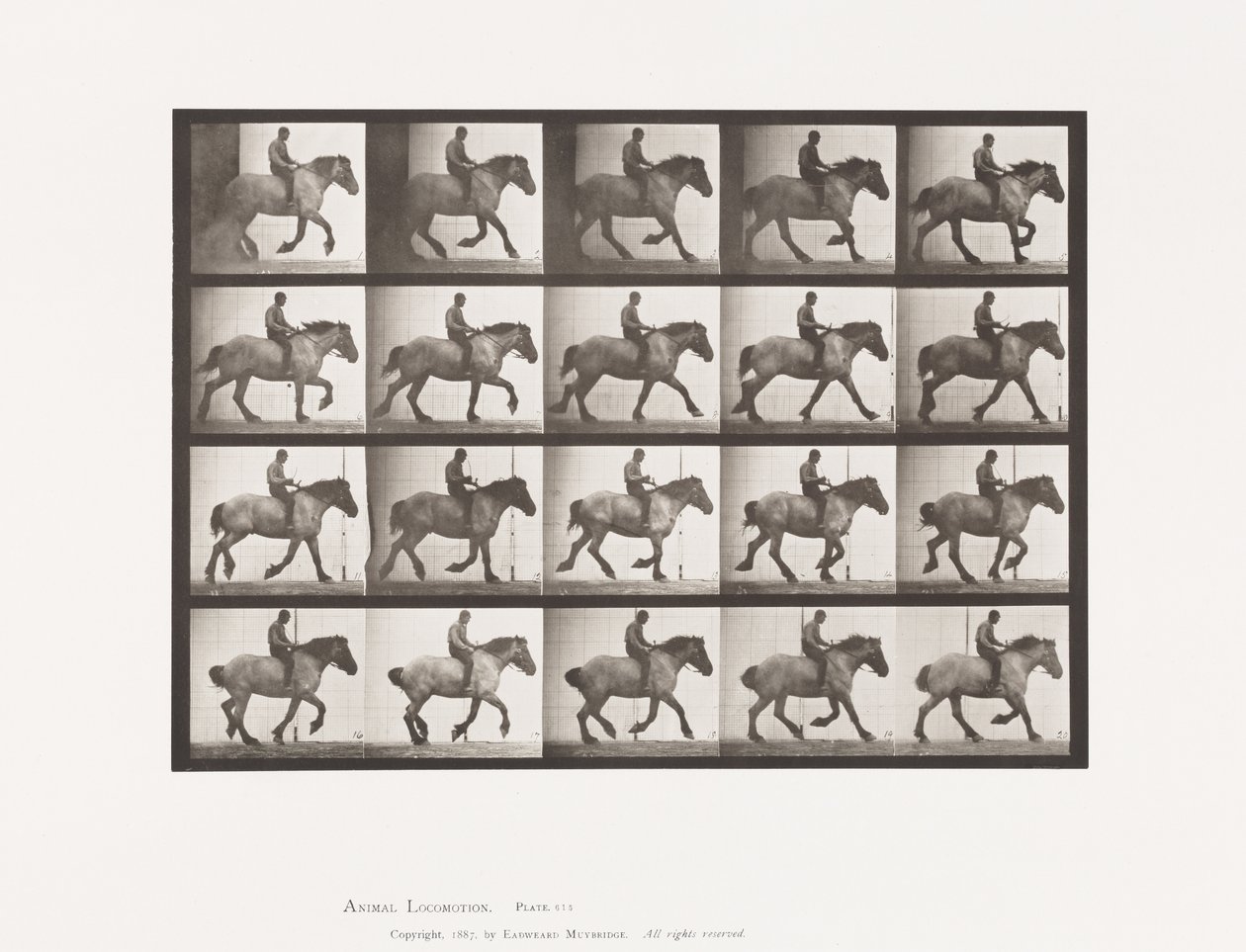 Plaat 615. Draf: Zonder Zadel; Donkergrijs Belgisch Paard Hansel door Eadweard Muybridge
