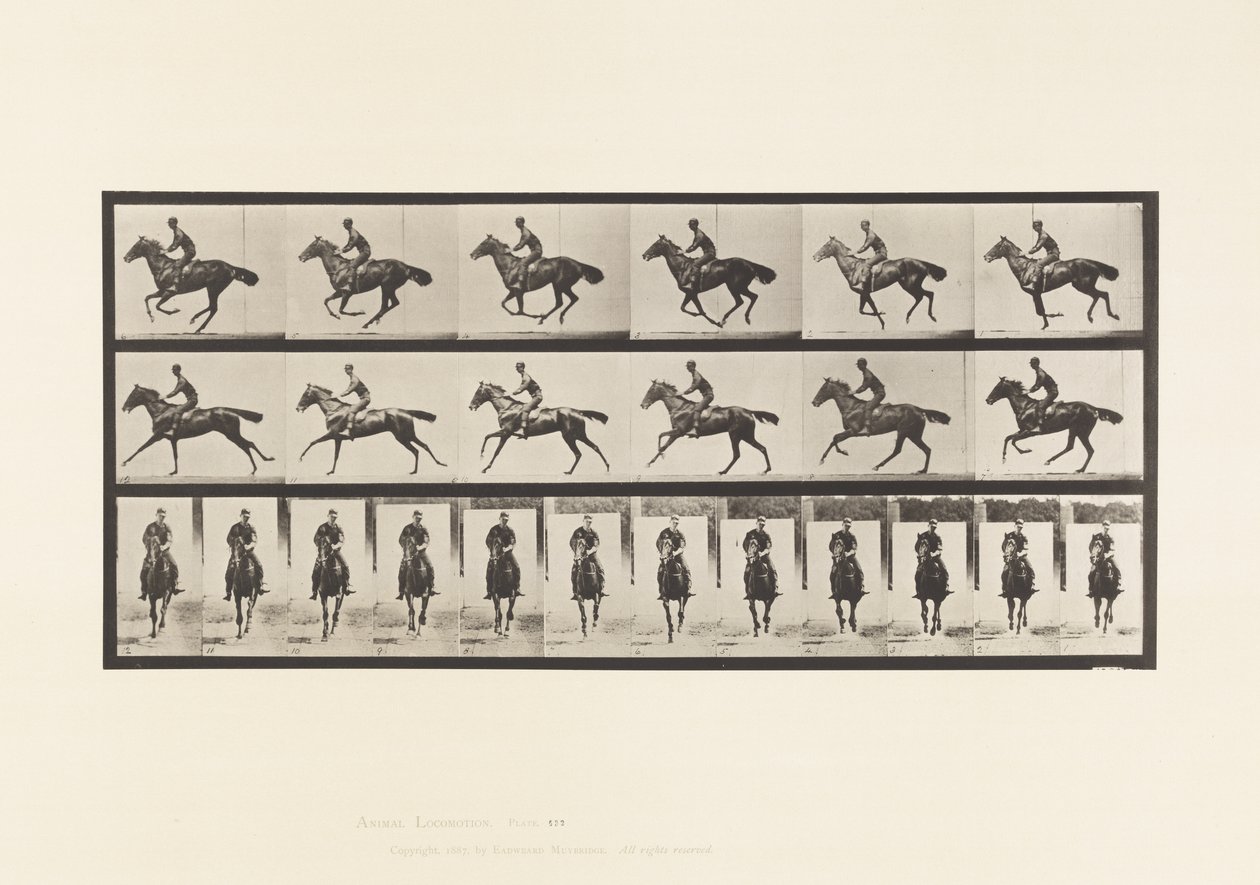 Plaat 632. Galop; Zadel; Volbloed Bruin Paard Bouquet door Eadweard Muybridge