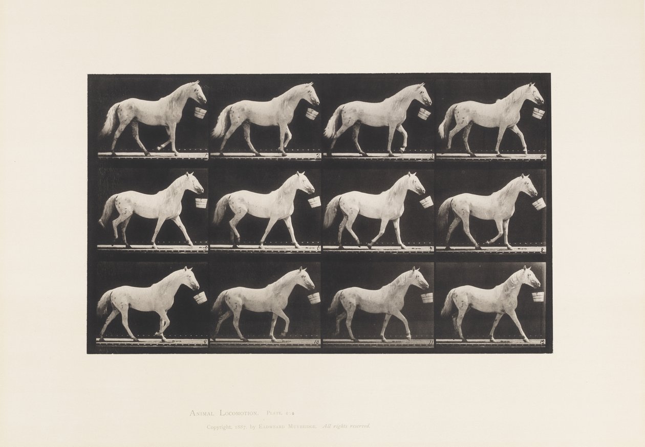 Plaat 650. Lopend met een Emmer in de Mond; Lichtgrijs Paard door Eadweard Muybridge