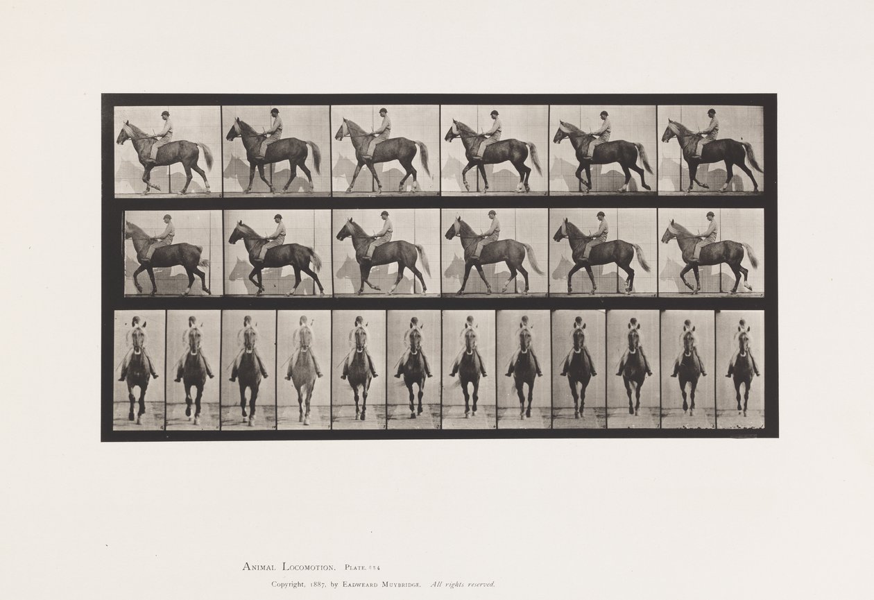 Plaat 654. Lopen; Zadel; Kreupel, Rechter Voorpoot; Paard-Buckskin door Eadweard Muybridge