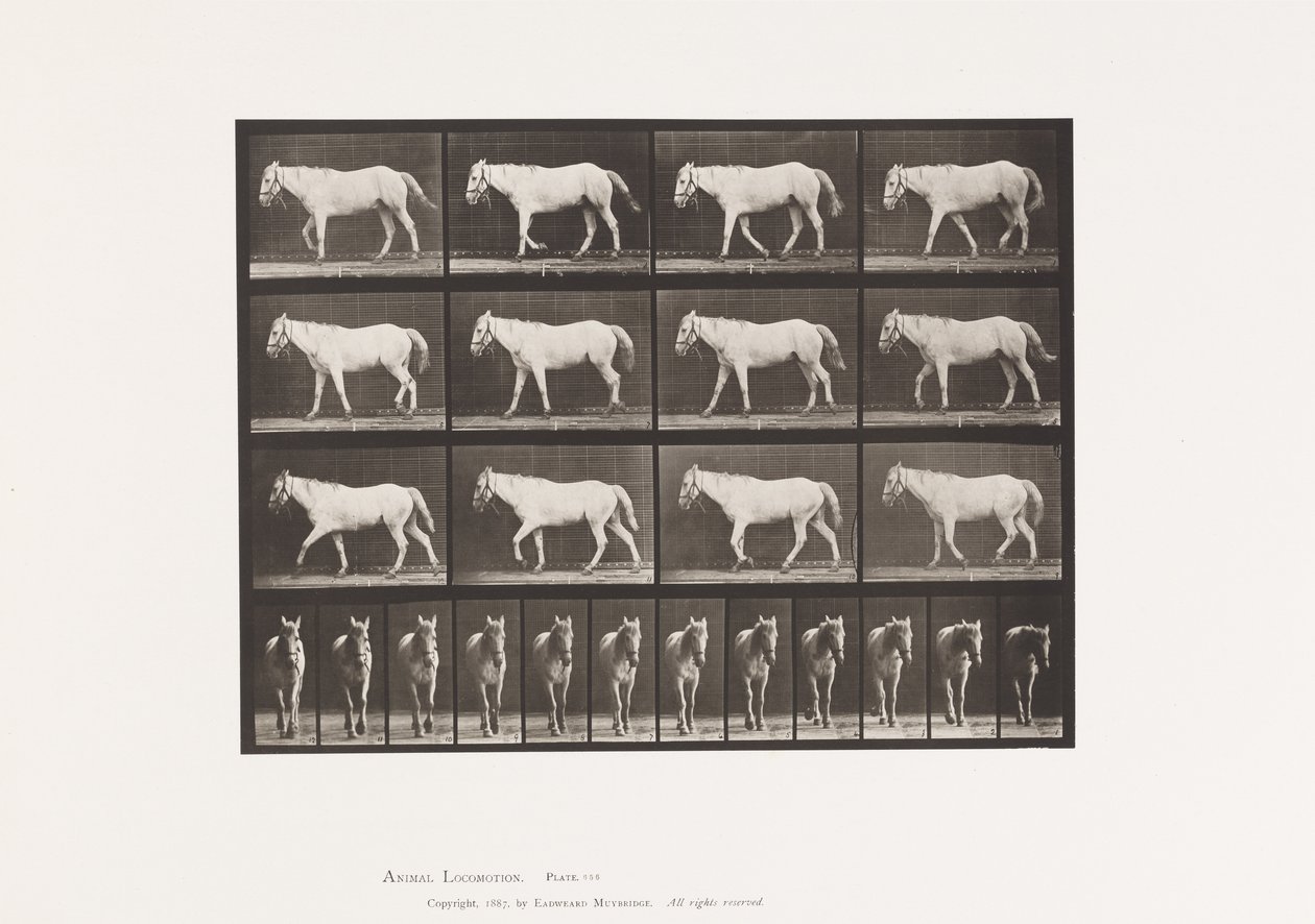 Plaat 656. Lopen; Vrij; Verbening van kraakbeen door Eadweard Muybridge