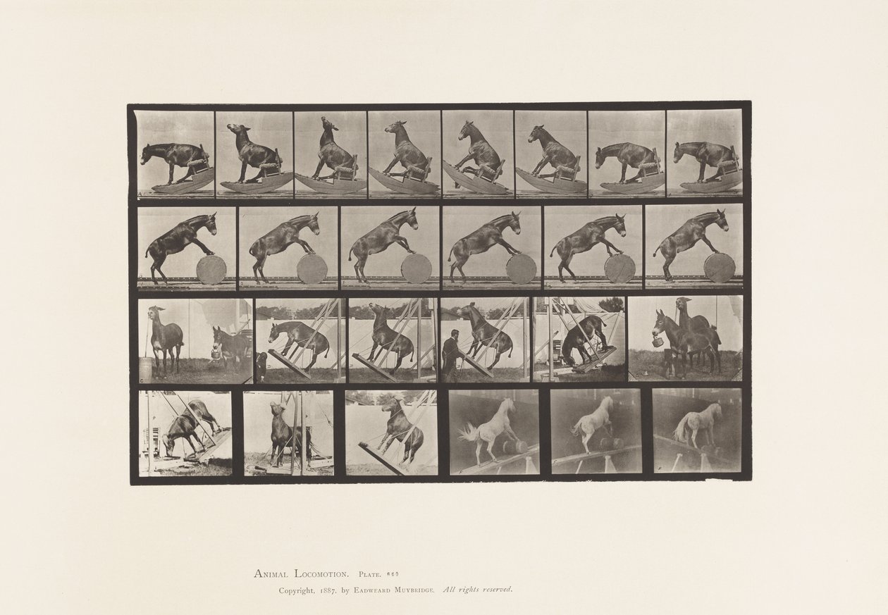 Plaat 660. Muilezel; Diverse uitvoeringen Denver door Eadweard Muybridge