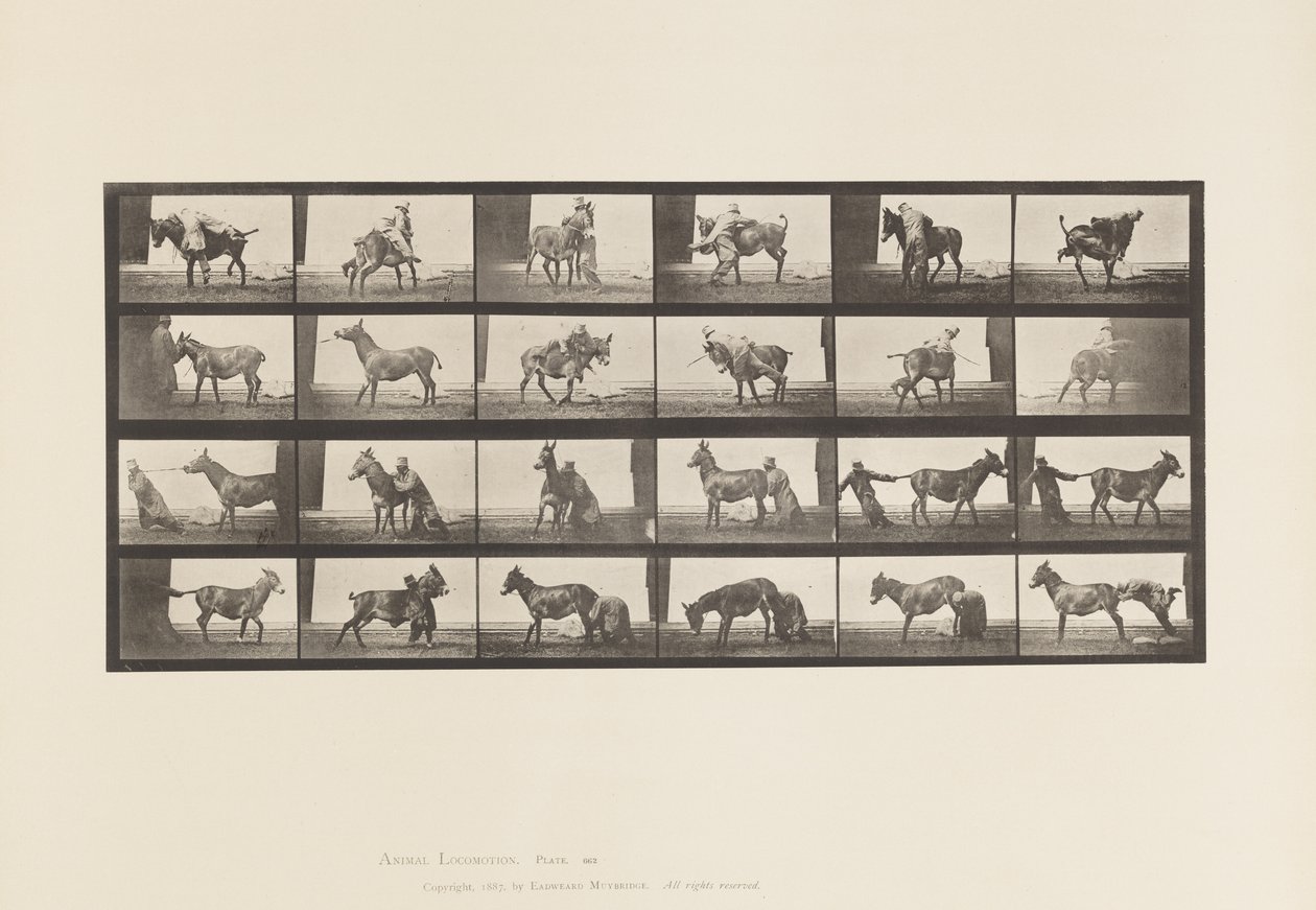 Plaat 662. Muildier; A, B, Een Weerbarstig Dier Denver door Eadweard Muybridge