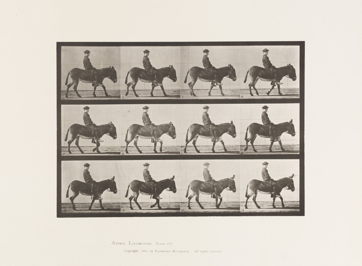 Plaat 665. Ezel; Lopen; Zonder zadel; een jongen rijdt, Jennie door Eadweard Muybridge