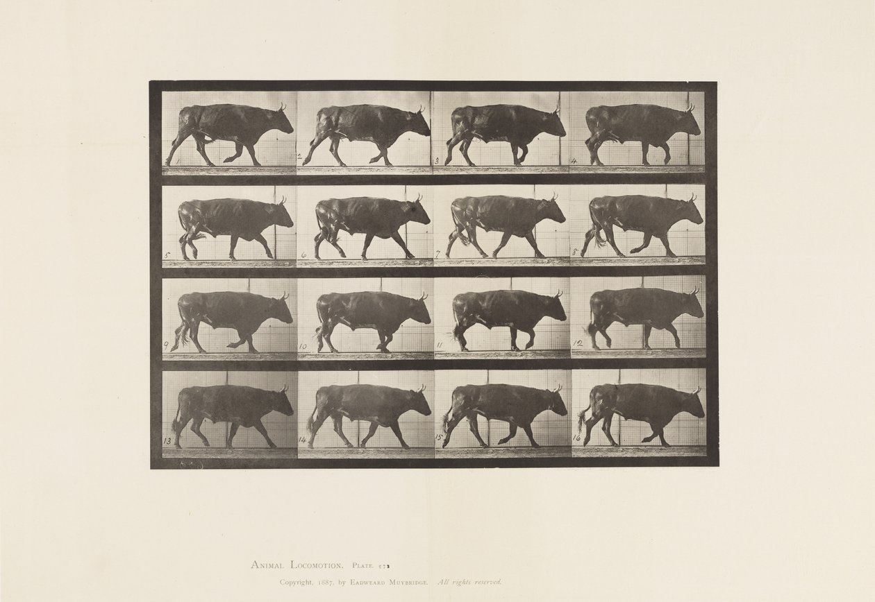 Plaat 672. Os; Draven door Eadweard Muybridge