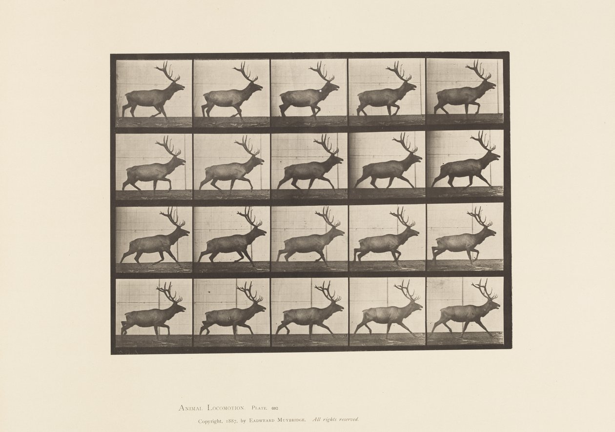 Plaat 692. Eland, Dravend door Eadweard Muybridge