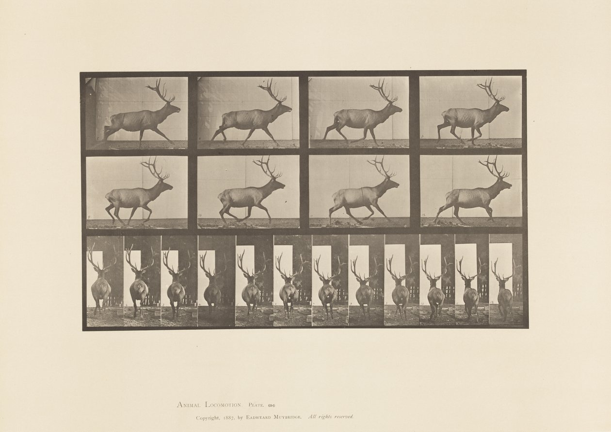 Plaat 694. Eland, Galopperen door Eadweard Muybridge