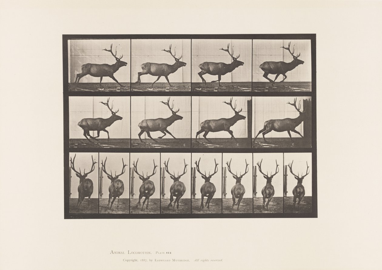 Plaat 695. Eland, Galopperen door Eadweard Muybridge
