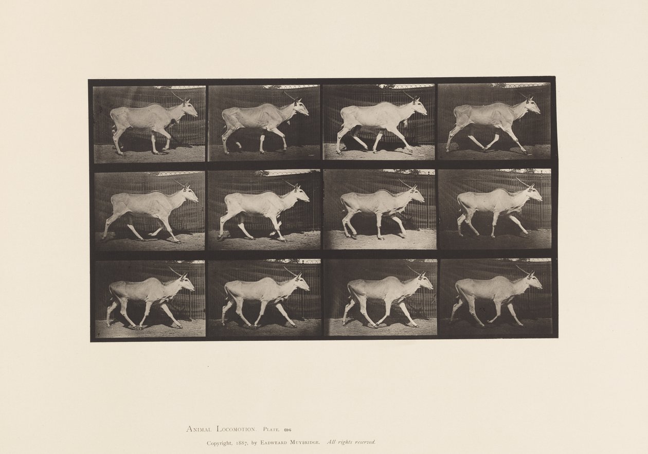Plaat 696. Eland, Draven door Eadweard Muybridge