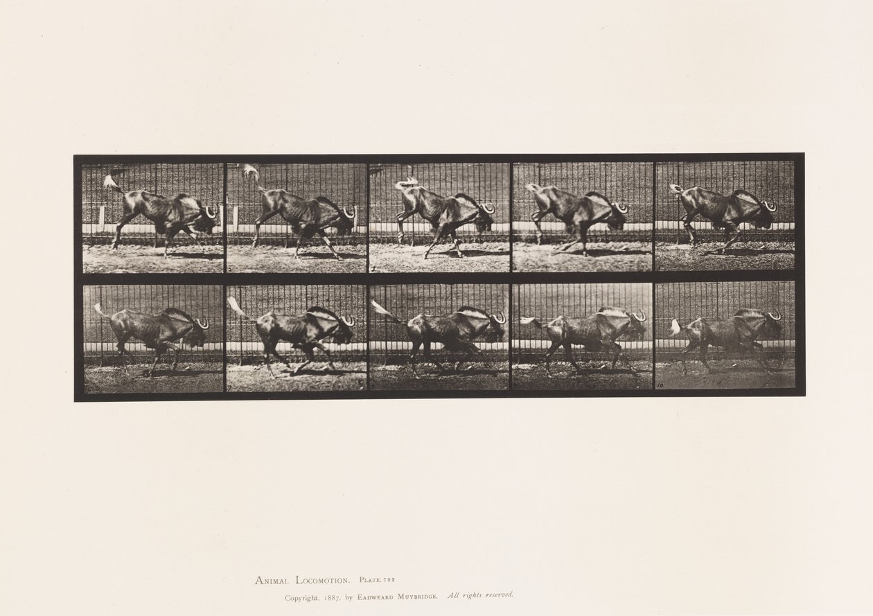 Plaat 702. Gnoe; Bokkend en Galopperend door Eadweard Muybridge