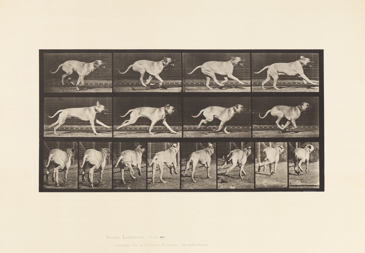 Plaat 707. Hond; Galopperen; Mastiff door Eadweard Muybridge