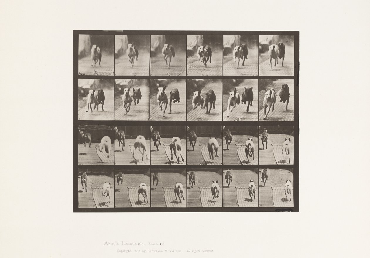 Plaat 711. Honden; Twee racend; A, B; Racehonden, Ike & Maggie door Eadweard Muybridge