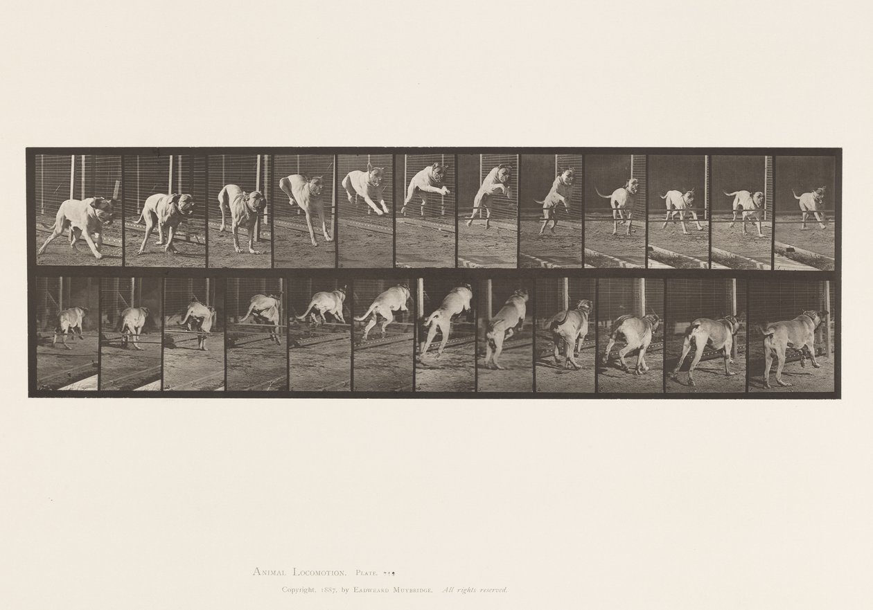 Plaat 712. Hond; Springen over hindernis; Mastiff, Dread door Eadweard Muybridge