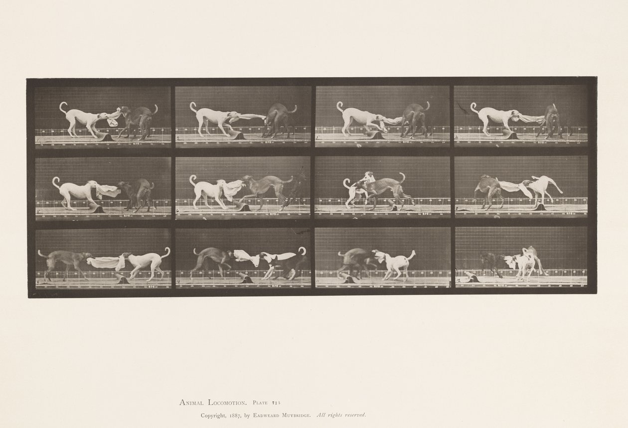 Plaat 715. Honden; Drie, Trekkend aan een Handdoek, Ike, Maggie, enz. door Eadweard Muybridge