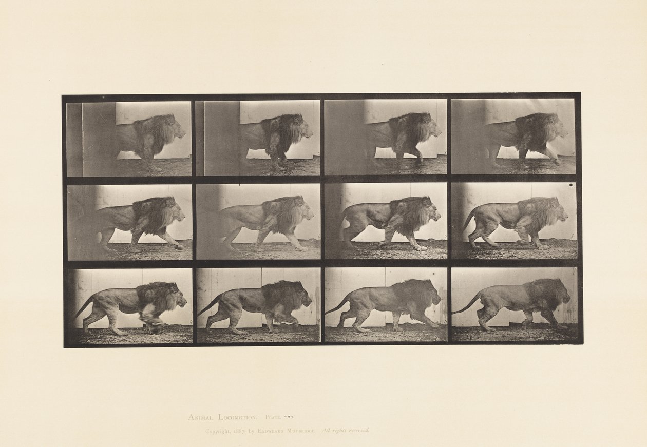 Plaat 722. Leeuw; Lopen door Eadweard Muybridge