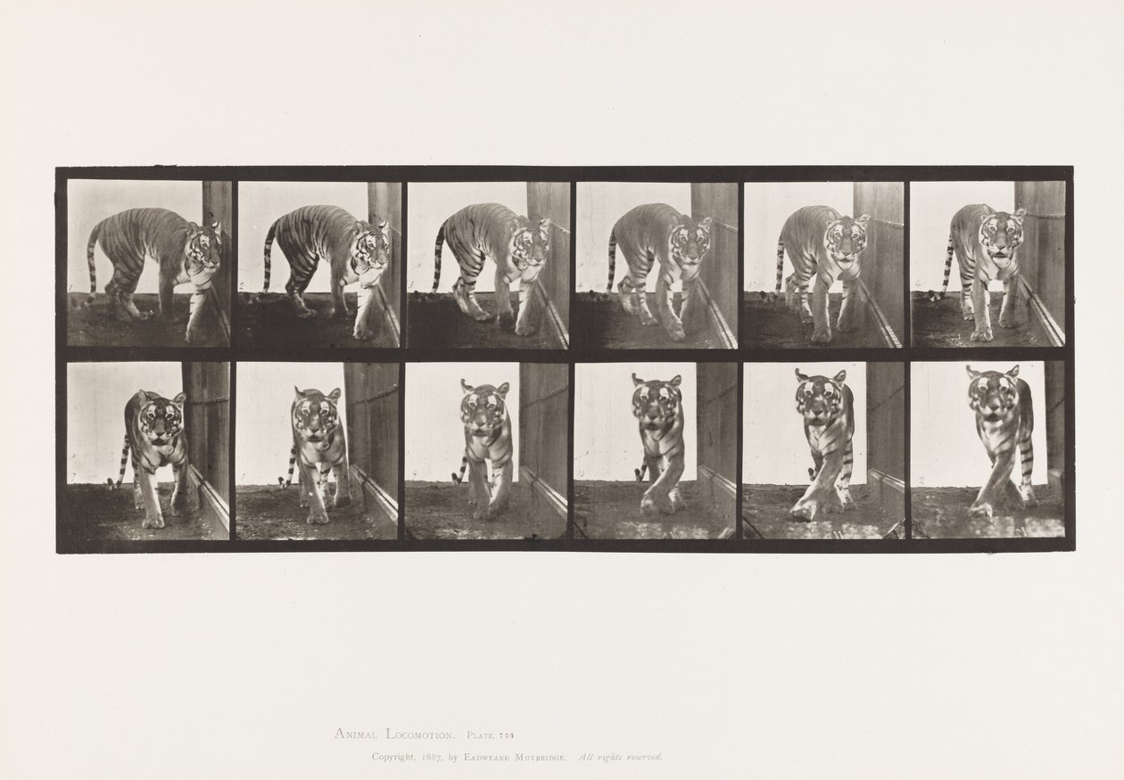 Plaat 730. Tijgerin; Lopen; Omdraaien door Eadweard Muybridge