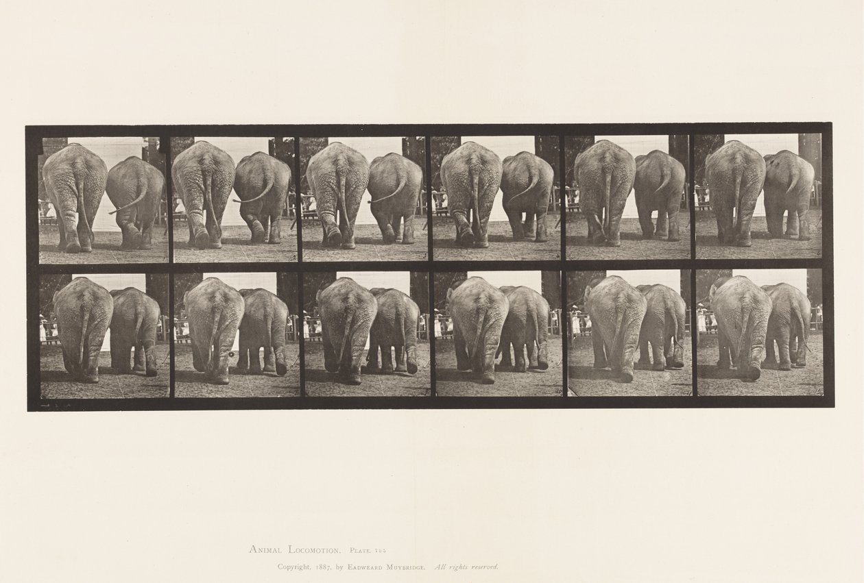 Plaat 735. Olifanten; Twee, Lopend door Eadweard Muybridge