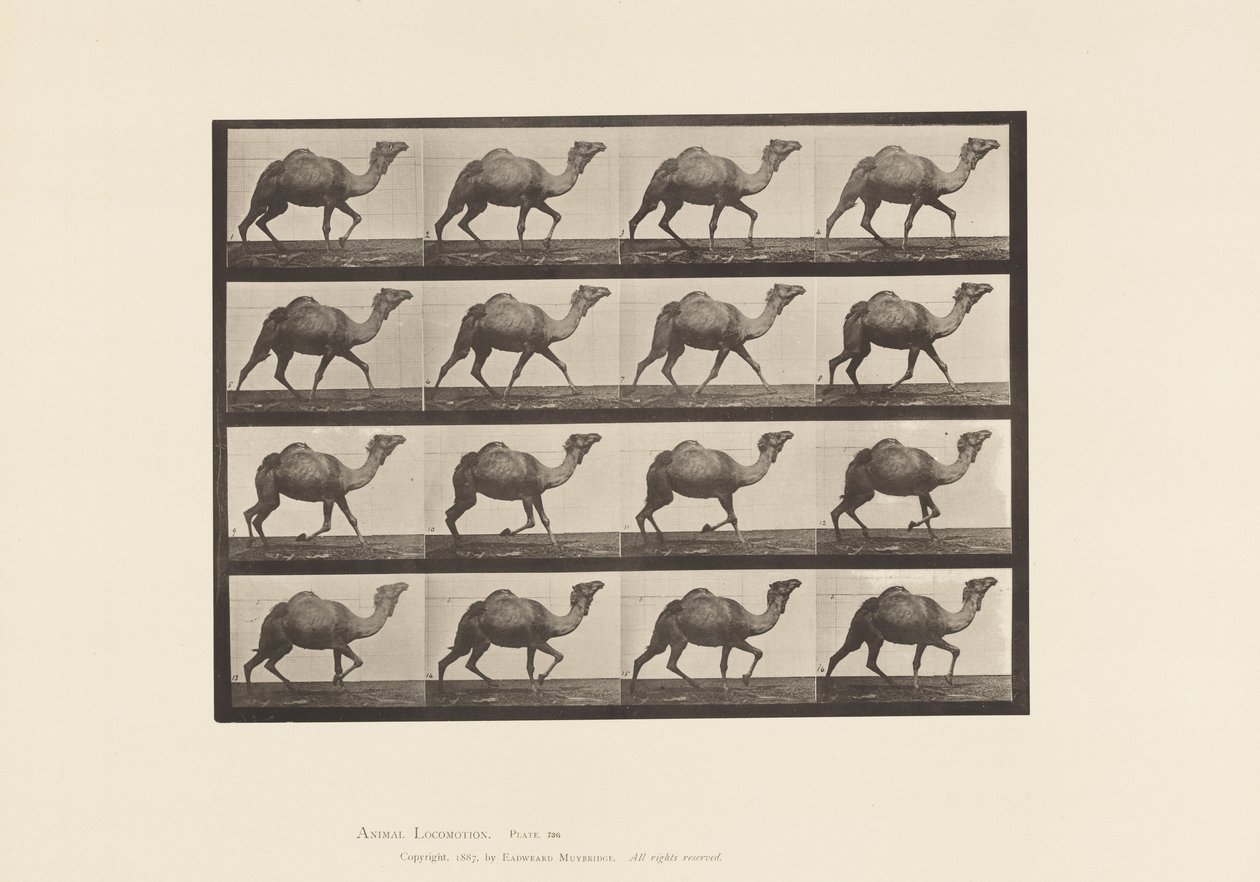 Plaat 736. Egyptische Kameel; Racking door Eadweard Muybridge